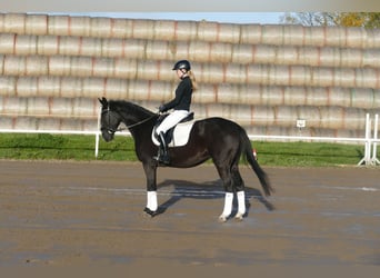 Mecklenburg Warmblood, Gelding, 6 years, 15.2 hh, Black
