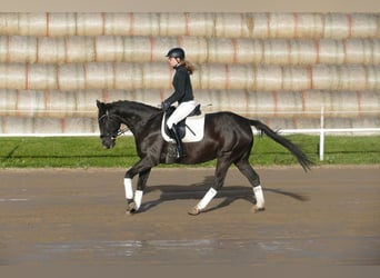 Mecklenburg Warmblood, Gelding, 6 years, 15,2 hh, Black