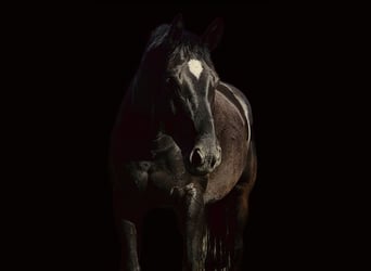 Mecklenburg Warmblood, Gelding, 6 years, 16.1 hh, Bay-Dark