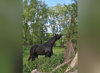 Mecklenburg Warmblood, Gelding, 6 years, 16.1 hh, Bay-Dark