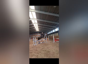 Mecklenburg Warmblood, Gelding, 6 years, 16.1 hh, Bay-Dark