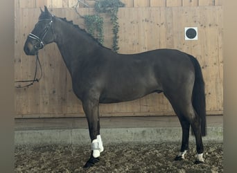 Mecklenburg Warmblood, Gelding, 6 years, 16.1 hh, Bay-Dark