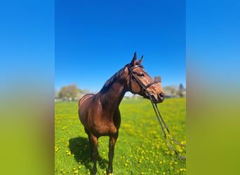Mecklenburg Warmblood, Gelding, 6 years, 16.1 hh, Brown