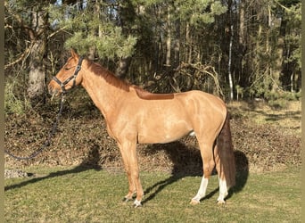 Mecklenburg Warmblood, Gelding, 6 years, 16.1 hh, Chestnut-Red