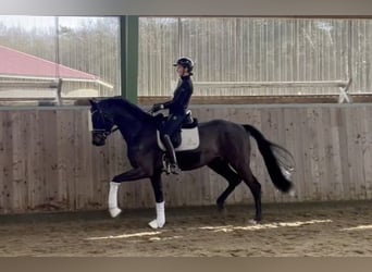 Mecklenburg Warmblood, Gelding, 6 years, 16,2 hh, Bay-Dark