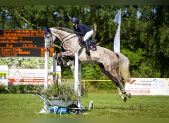Mecklenburg Warmblood, Gelding, 6 years, 16.2 hh, Grey Mecklenburg Warmblood, Gelding, 6 years, 16.2 hh, Grey
