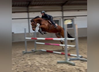 Mecklenburg Warmblood, Gelding, 6 years, 16,2 hh