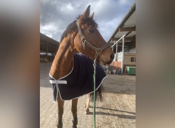 Mecklenburg Warmblood, Gelding, 6 years, 16,2 hh