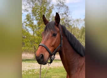 Mecklenburg Warmblood, Gelding, 6 years, 16 hh, Brown