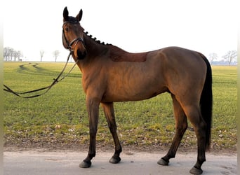 Mecklenburg Warmblood, Gelding, 6 years, 16 hh, Brown