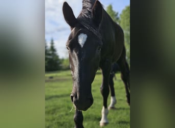 Mecklenburg Warmblood, Gelding, 6 years, 16,1 hh, Bay-Dark