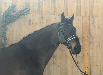 Mecklenburg Warmblood, Gelding, 6 years, 16,1 hh, Bay-Dark