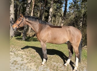Mecklenburg Warmblood, Gelding, 6 years, 16,1 hh, Brown