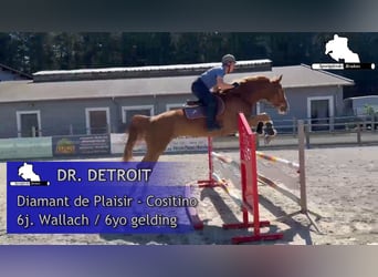 Mecklenburg Warmblood, Gelding, 6 years, 16,1 hh, Chestnut-Red