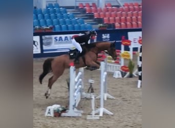 Mecklenburg Warmblood, Gelding, 6 years, 16,1 hh, Chestnut-Red