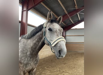 Mecklenburg Warmblood, Gelding, 6 years, 17.1 hh, Grey-Red-Tan Mecklenburg Warmblood, Gelding, 6 years, 17.1 hh, Grey-Red-Tan
