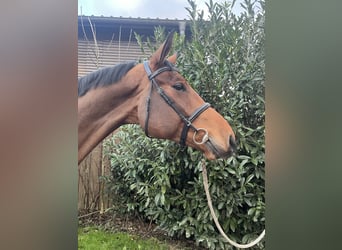 Mecklenburg Warmblood, Gelding, 6 years, 17,2 hh, Brown