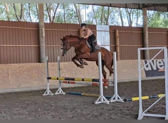 Mecklenburg Warmblood, Gelding, 6 years, 17 hh, Chestnut-Red