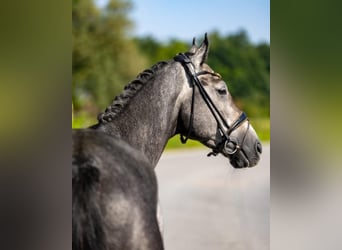 Mecklenburg Warmblood, Gelding, 6 years, 17 hh, Grey