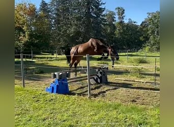 Mecklenburg Warmblood, Gelding, 6 years, 17 hh