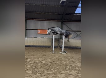 Mecklenburg Warmblood, Gelding, 6 years, 17,1 hh, Grey