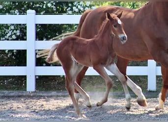 Mecklenburg Warmblood, Gelding, 6 years