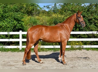 Mecklenburg Warmblood, Gelding, 6 years