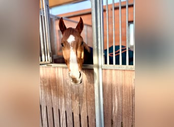 Mecklenburg Warmblood, Gelding, 7 years, 16.1 hh, Chestnut-Red