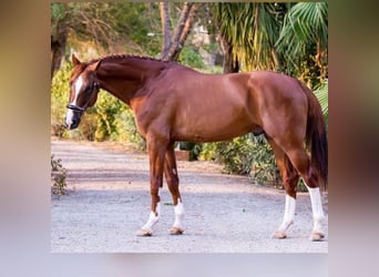 Mecklenburg Warmblood, Gelding, 7 years, 16.2 hh, Chestnut-Red