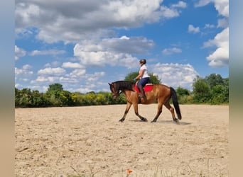 Mecklenburg Warmblood Mix, Gelding, 7 years, 16,1 hh, Brown