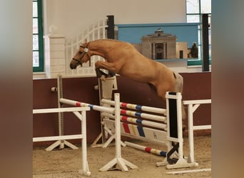 Mecklenburg Warmblood, Gelding, 7 years, 16,2 hh, Palomino