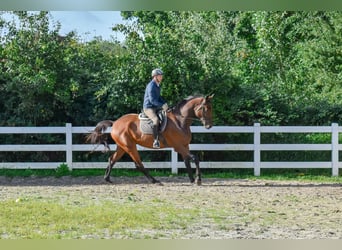 Mecklenburg Warmblood, Gelding, 7 years, 17.1 hh, Brown
