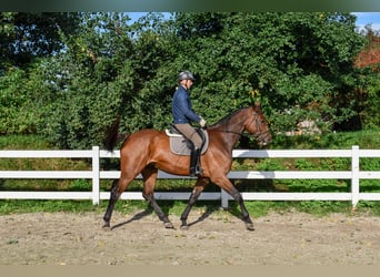 Mecklenburg Warmblood, Gelding, 7 years, 17.1 hh, Brown