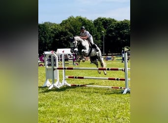 Mecklenburg Warmblood, Gelding, 7 years, 17,3 hh, Gray