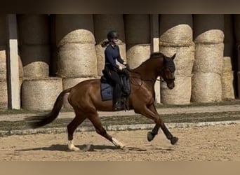 Mecklenburg Warmblood, Gelding, 7 years, 17 hh, Chestnut