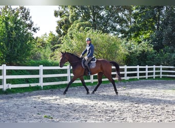Mecklenburg Warmblood, Gelding, 7 years, 17,1 hh, Brown