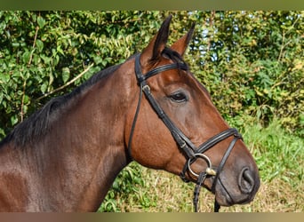 Mecklenburg Warmblood, Gelding, 7 years, 17,1 hh, Brown