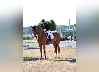 Mecklenburg Warmblood, Gelding, 7 years, 17,1 hh, Chestnut