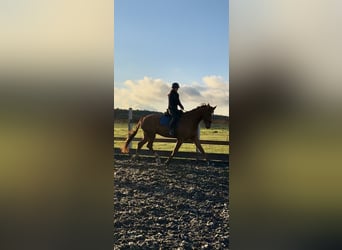 Mecklenburg Warmblood, Gelding, 7 years, 17,1 hh, Chestnut