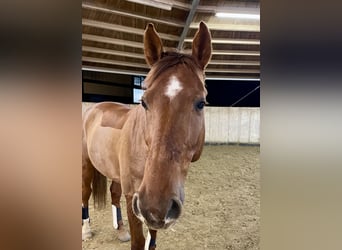 Mecklenburg Warmblood, Gelding, 8 years, 16.1 hh, Chestnut-Red