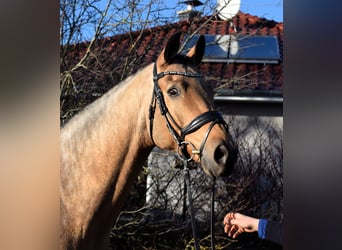 Mecklenburg Warmblood, Gelding, 8 years, 16,2 hh, Buckskin