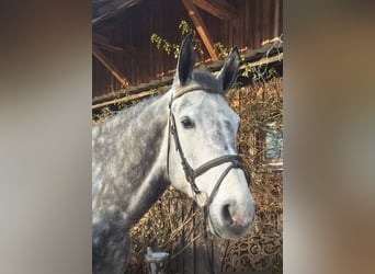 Mecklenburg Warmblood, Gelding, 8 years, 16.2 hh, Grey