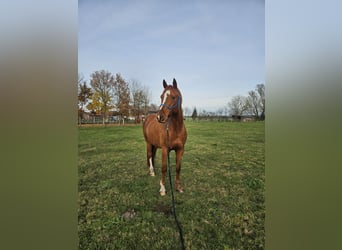 Mecklenburg Warmblood, Gelding, 8 years, 16 hh, Chestnut-Red