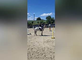 Mecklenburg Warmblood Mix, Gelding, 8 years, 16 hh