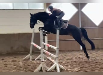 Mecklenburg Warmblood, Gelding, 8 years, 16,1 hh, Bay-Dark