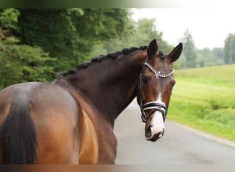 Mecklenburg Warmblood, Gelding, 8 years, 16,2 hh, Bay-Dark
