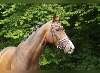 Mecklenburg Warmblood, Gelding, 8 years, 16,2 hh, Bay-Dark