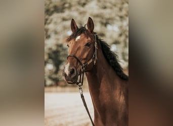 Mecklenburg Warmblood, Gelding, 8 years, 16,2 hh, Brown