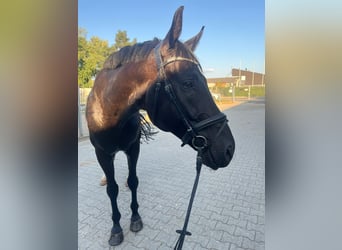 Mecklenburg Warmblood, Gelding, 8 years, 17 hh, Black