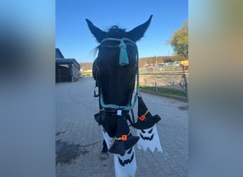 Mecklenburg Warmblood, Gelding, 8 years, 17 hh, Black